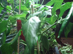 Chili